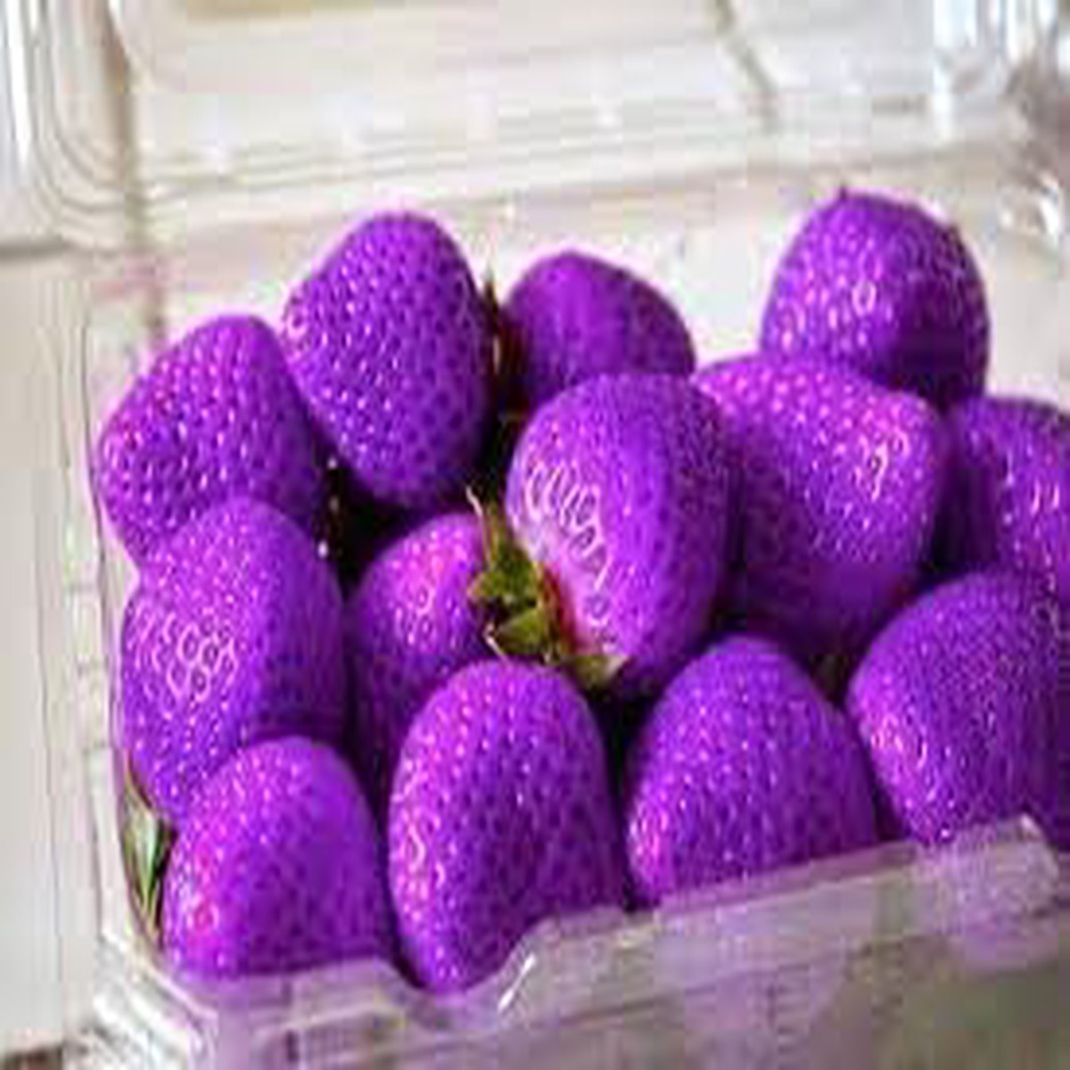 Red Mangosteen Fruit Seeds for Planting | Heirloom Non-GMO Organic Seeds for Exotic, Sweet Fruits