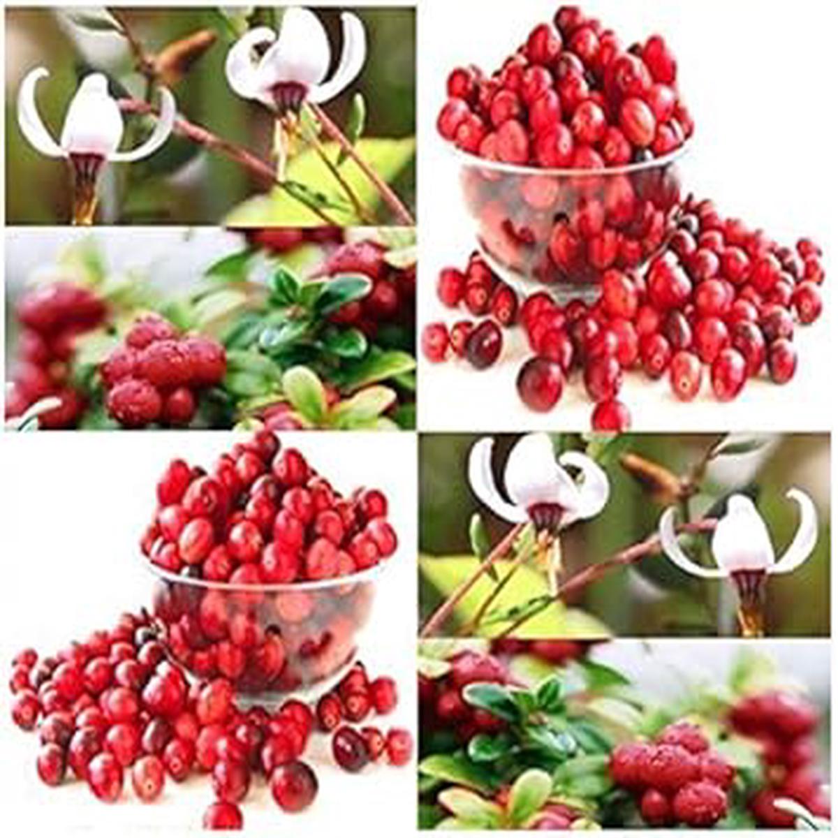 Red Vaccinium Macrocarpon Fruit Seeds for Planting Tangy, Delicious Cranberries, Heirloom & Non-GMO, High Germination