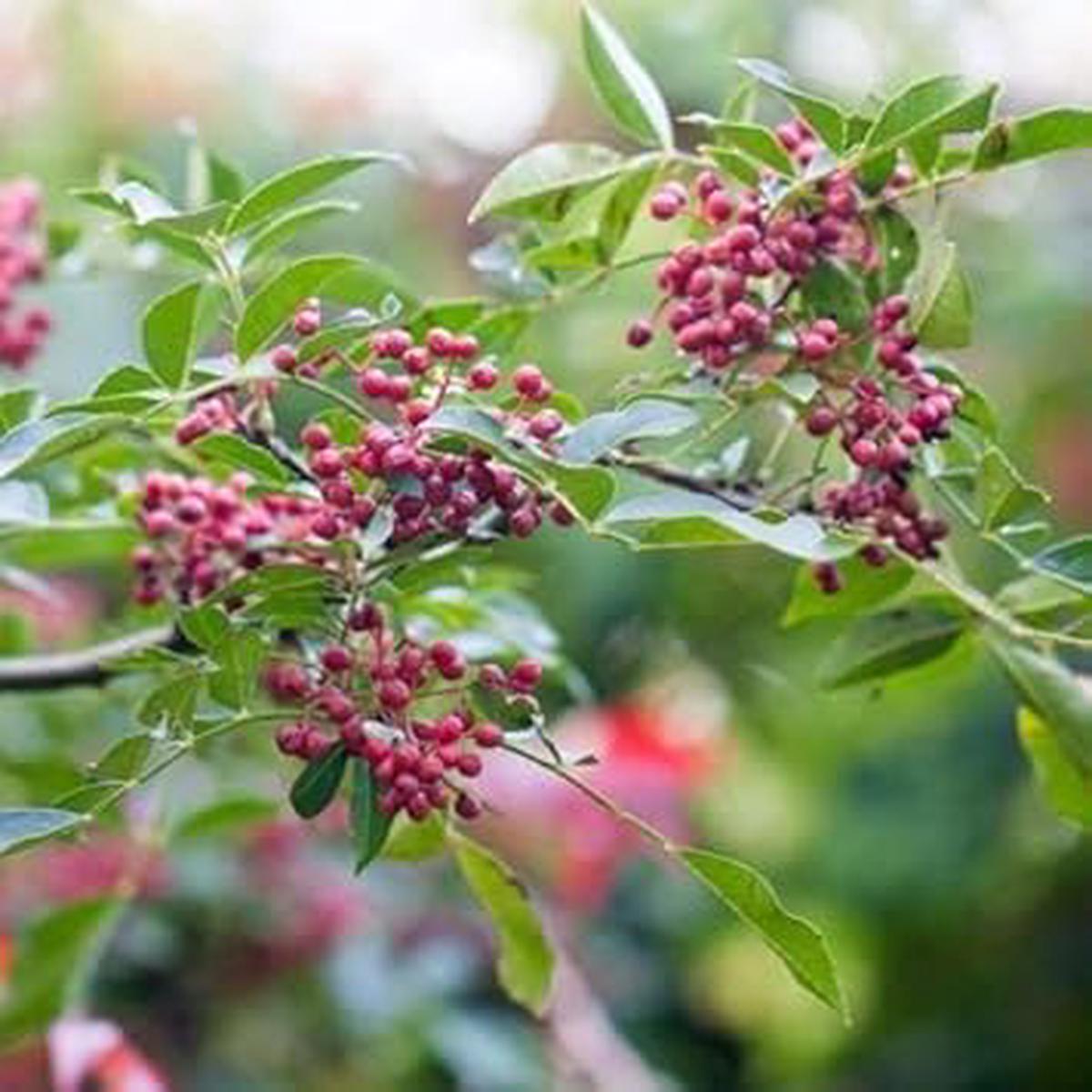 Red Zanthoxylum Fruit Seeds  Heirloom, Non-GMO, High Germination Organic Garden Seeds for Planting