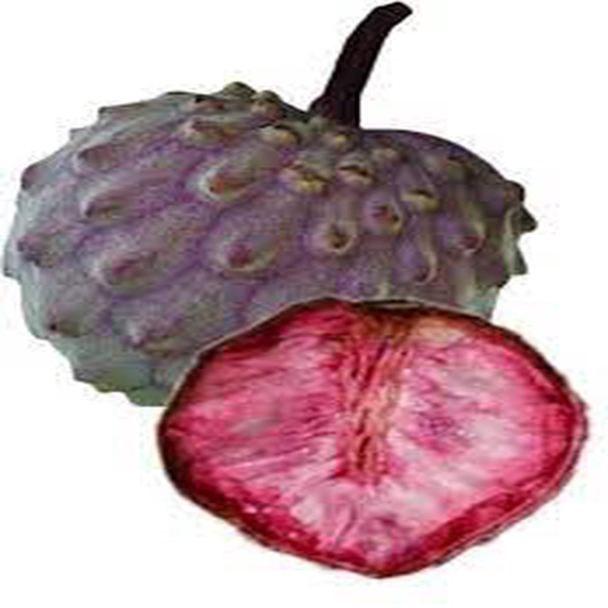 Soursop Fruit Seeds for Planting  Pale Pink Variety, Heirloom & Non-GMO Tropical Fruit Seeds for Home Gardens