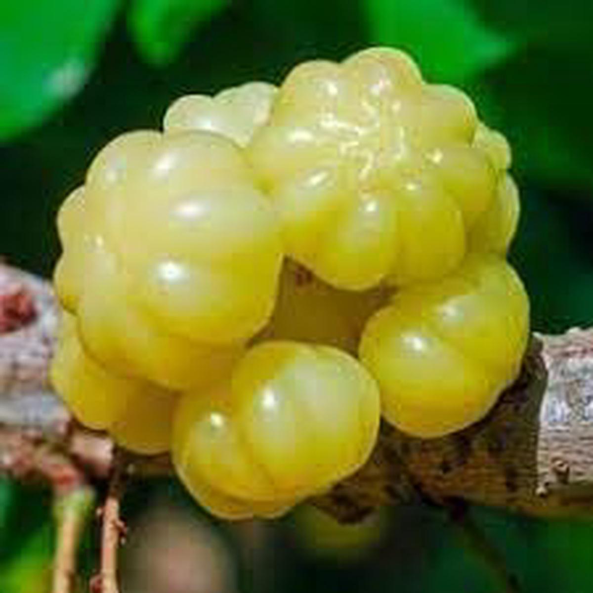 Starfruit Seeds Grow Sweet & Exotic Tropical Fruit Trees