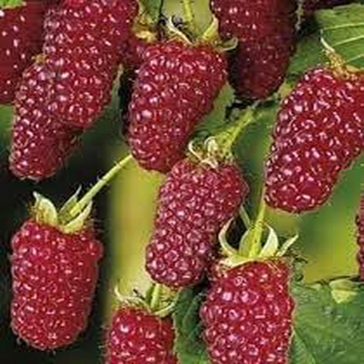 Tayberry Fruit Seed Set for Planting Sweet, Unique Berries, Heirloom, High Germination, Non-GMO Organic Garden Seeds
