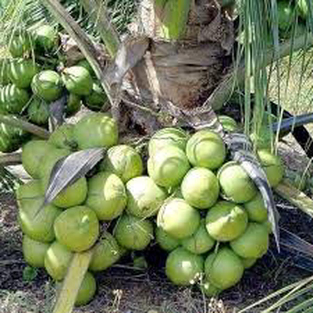 Tropical Coconut Fruit Seeds for Planting  Grow Exotic Trees, Heirloom & Non-GMO, High Germination Seeds