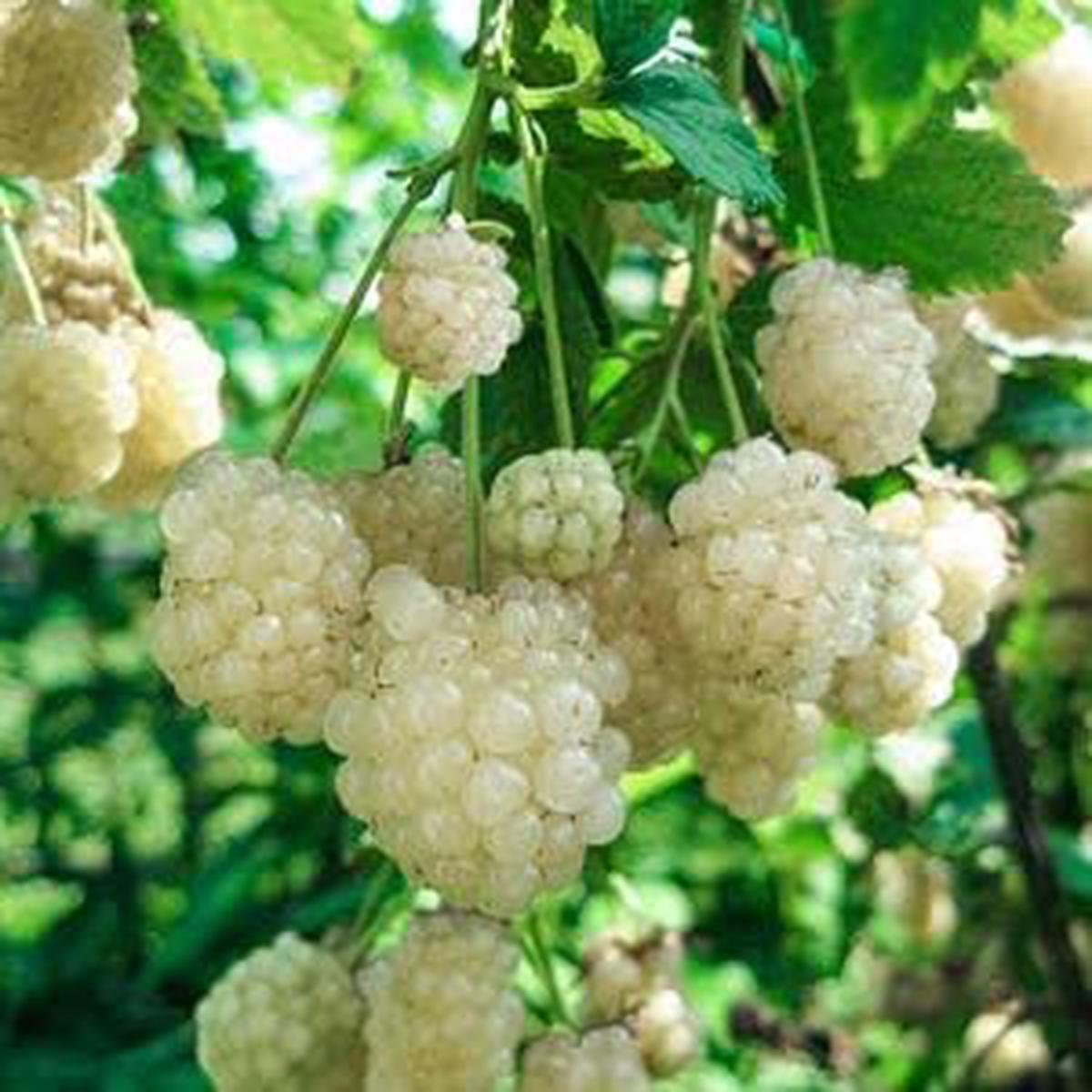 White Blackberry Fruit Seeds 100 pcs  Grow Unique, Sweet Blackberries for Your Garden, Heirloom & Non-GMO