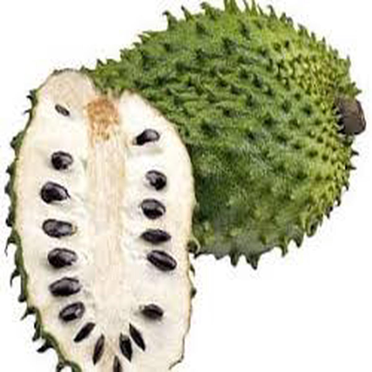 White Pulp Soursop Fruit Seeds for Planting  Heirloom Non-GMO High Germination Organic Garden Seeds