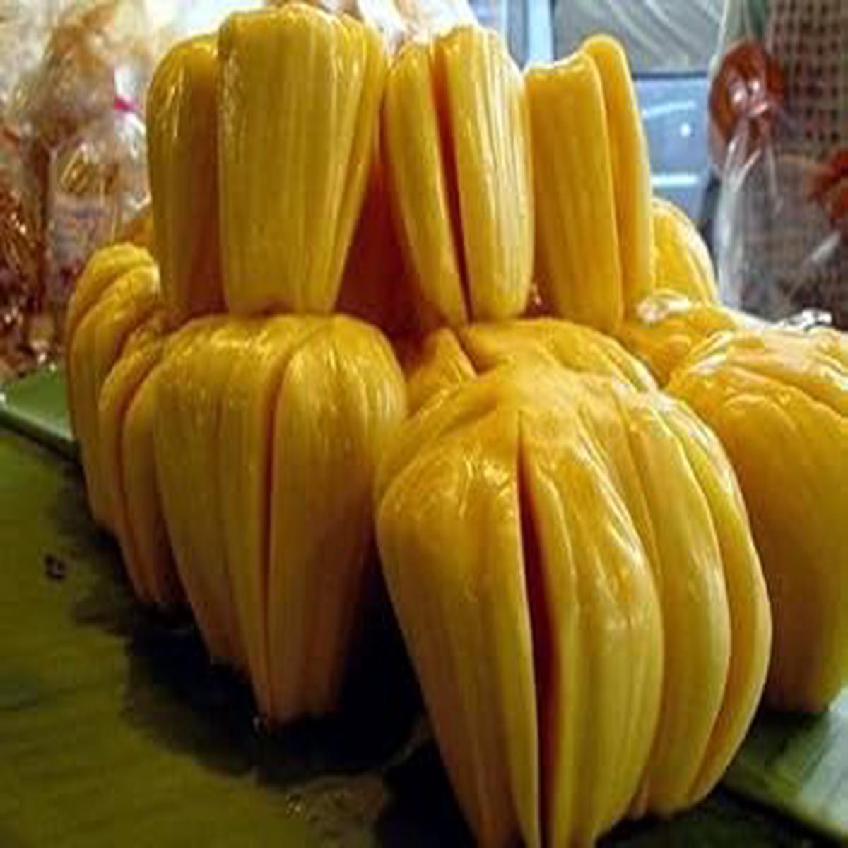 Yellow Jackfruit Seeds for Planting Heirloom & Non-GMO Seeds for Sweet Tropical Home Garden