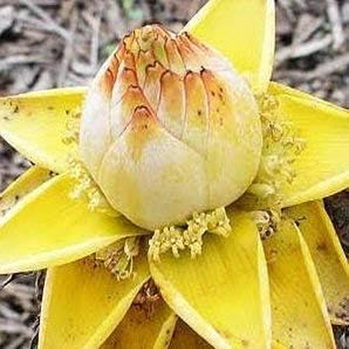 Yellow Lasiocarpa Fruit Seeds for Planting | Heirloom Non-GMO Organic Seeds for Exotic Garden Plants