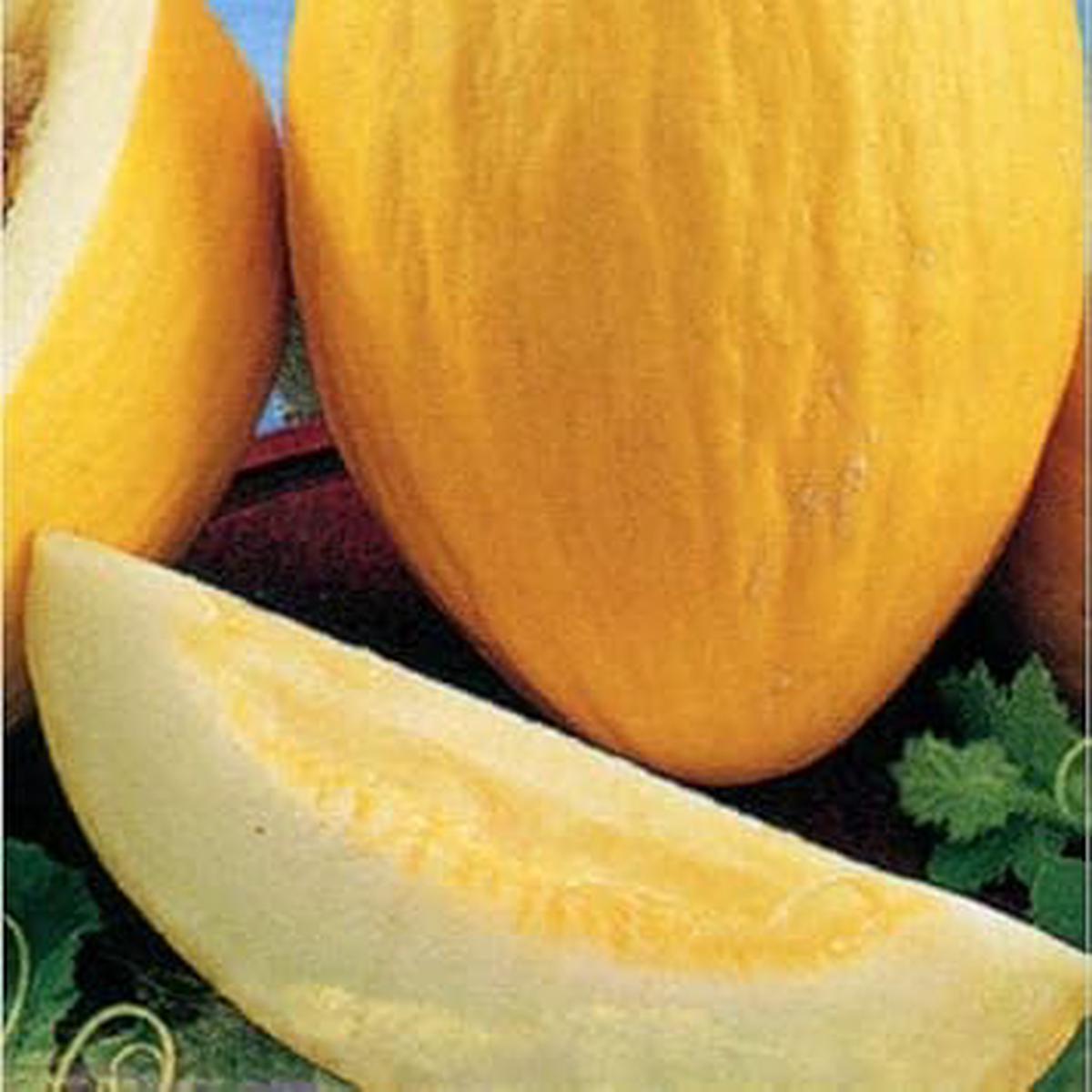 Yellow Melon Fruit Seeds for Planting | Heirloom Non-GMO Organic Garden Seeds for Sweet Yellow Melons