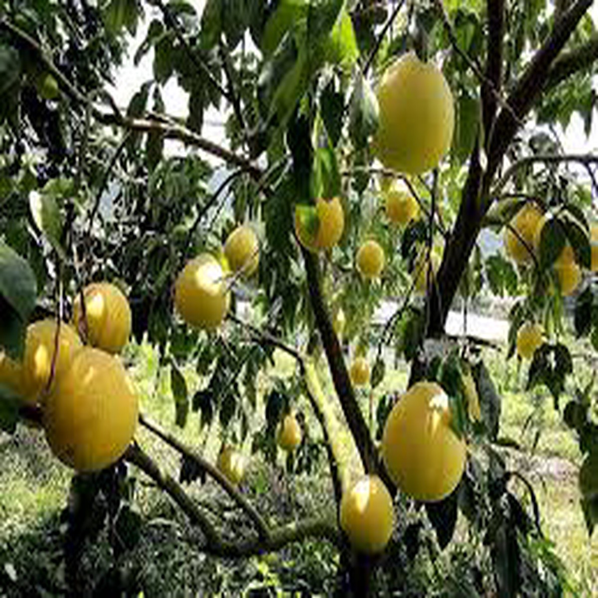 Yellow Mini Pummelo Fruit Seeds for Planting Tangy, Heirloom & Non-GMO, High Germination Seeds