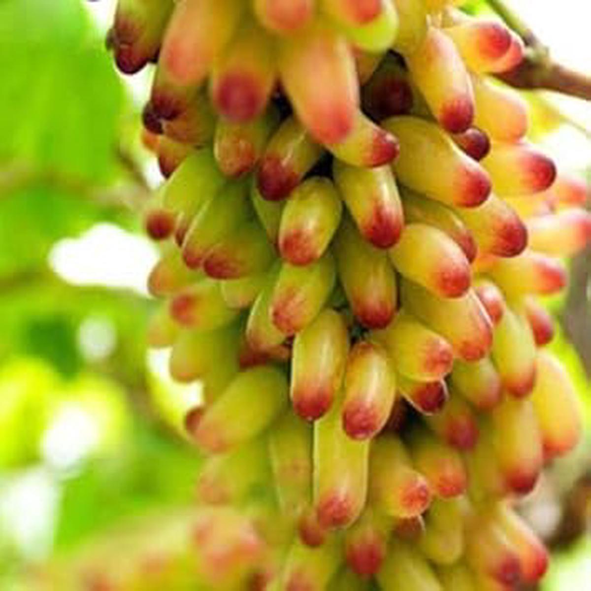 Yellow & Red Grape Fruit Seeds for Planting  Heirloom, High Germination, Non-GMO Organic Garden Seeds for Vibrant Vineyards