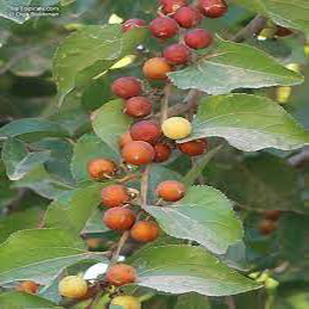 Ziziphus mucronata (Buffalo Thorn) Jujube Fruit Seeds for Planting  Hardy Sweet Jujube Trees, Non-GMO Seeds