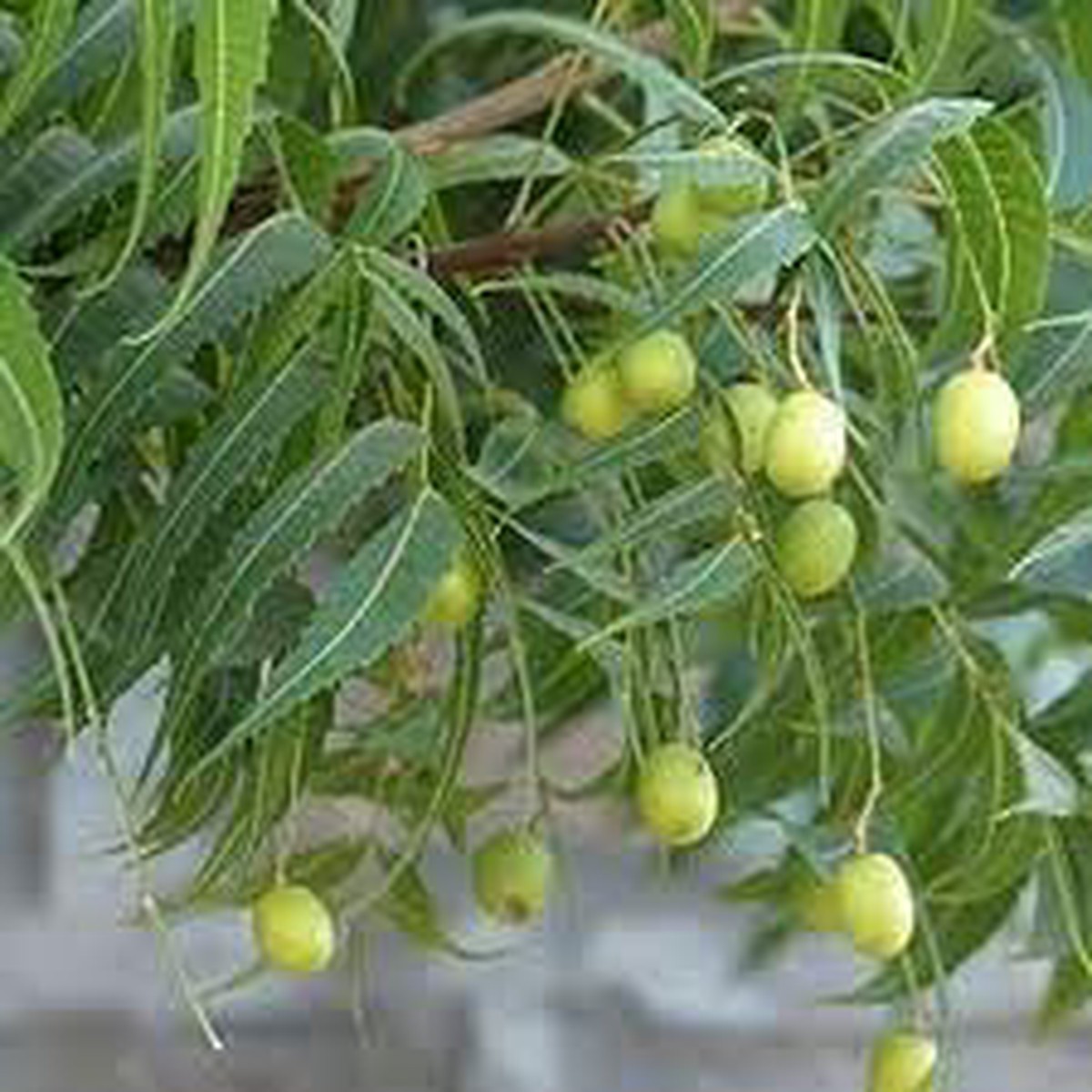 Azadirachta Seeds  Grow Resilient & Medicinal Trees