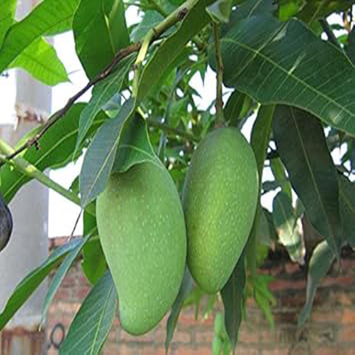 Bergamot Fruit Seeds for Planting | Heirloom Non-GMO Organic Seeds for Aromatic, Flavorful Fruits