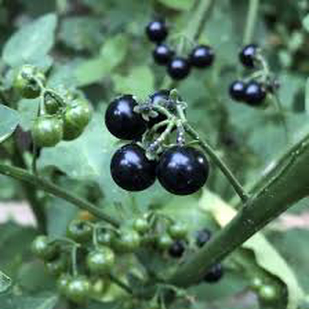 Black Huckleberry Fruit Seeds for Planting Heirloom Non-GMO High Germination Organic Garden Seeds