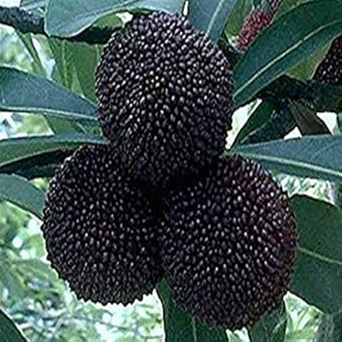Black Myrica Rubra Fruit Seeds for Planting Rare, Heirloom, Non-GMO, Sweet Asian Garden Fruits