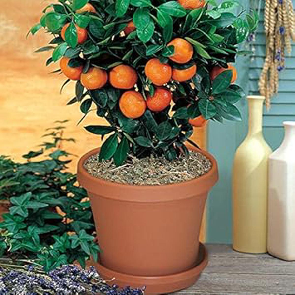 Bonsai Orange Tree Seeds for Planting Edible & Decorative Fruit Trees, Heirloom & Non-GMO, High Germination