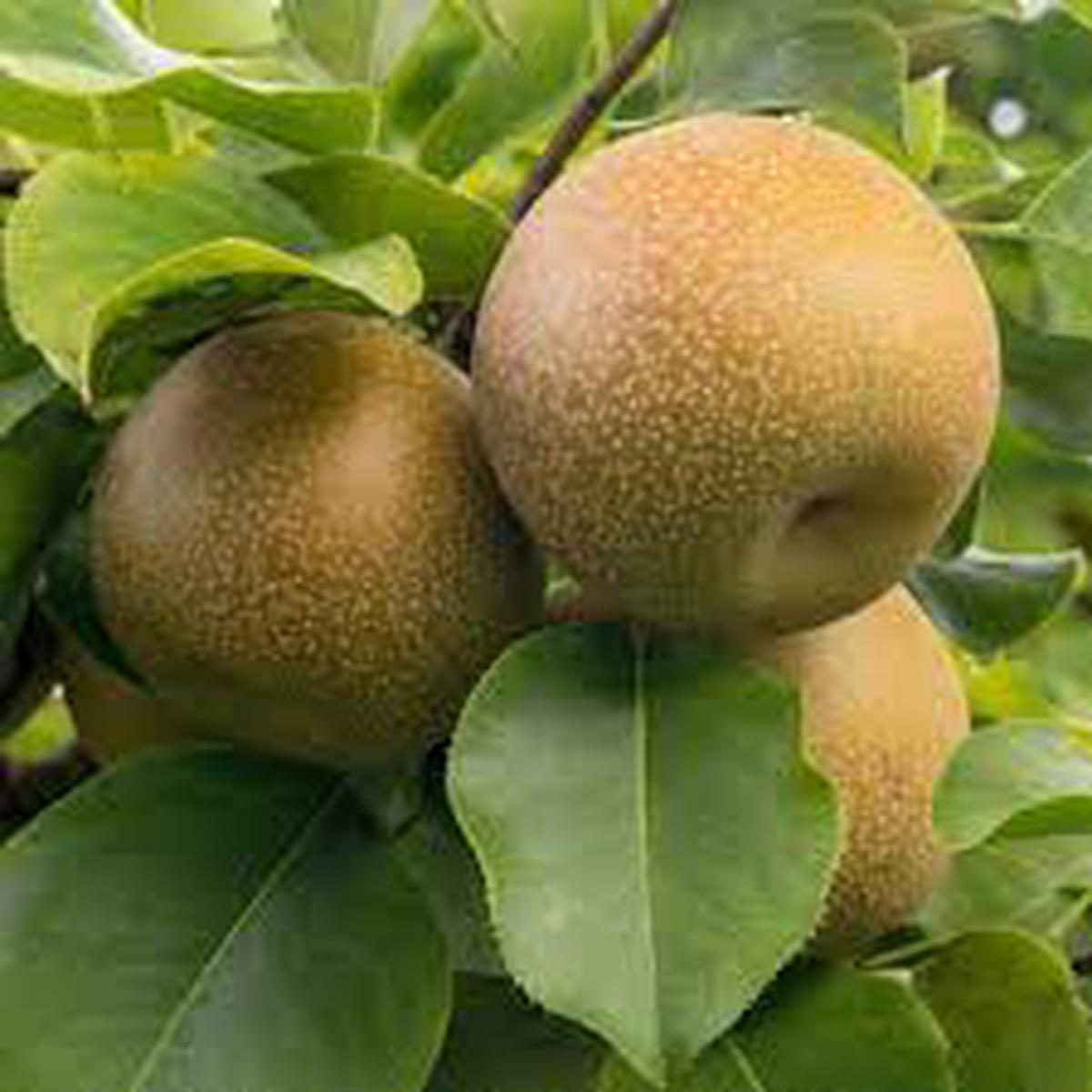 Brown Pyrus Pyrifolia Fruit Seeds for Planting Unique Pear Varieties, Heirloom & Non-GMO Seeds for Home Garden