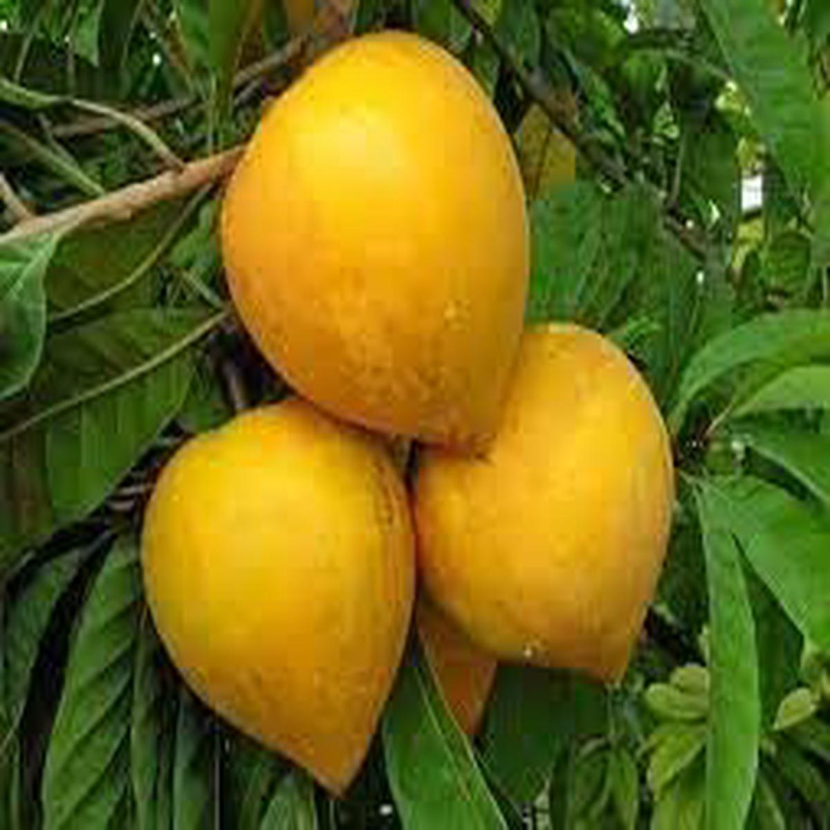 Campechiana Fruit Seeds for Planting Grow Rare, Delicious Tropical Fruits, Heirloom & Non-GMO, High Germination Seeds