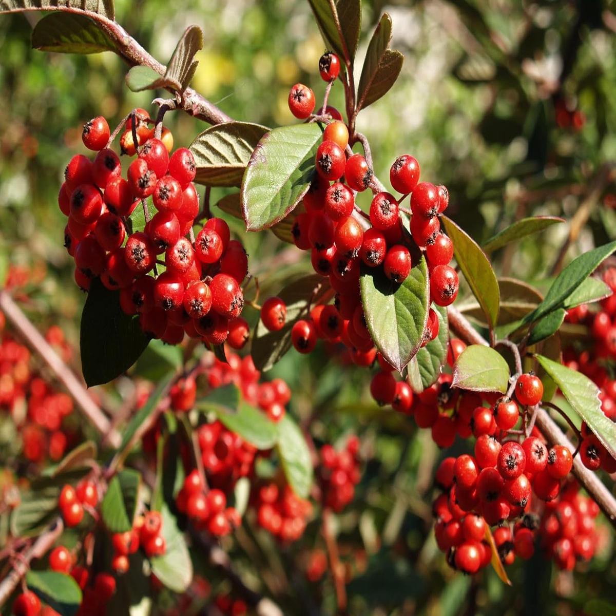 Cotoneaster Lacteus Fruit Seeds for Planting | Heirloom Non-GMO Organic Seeds for Attractive Red Berries