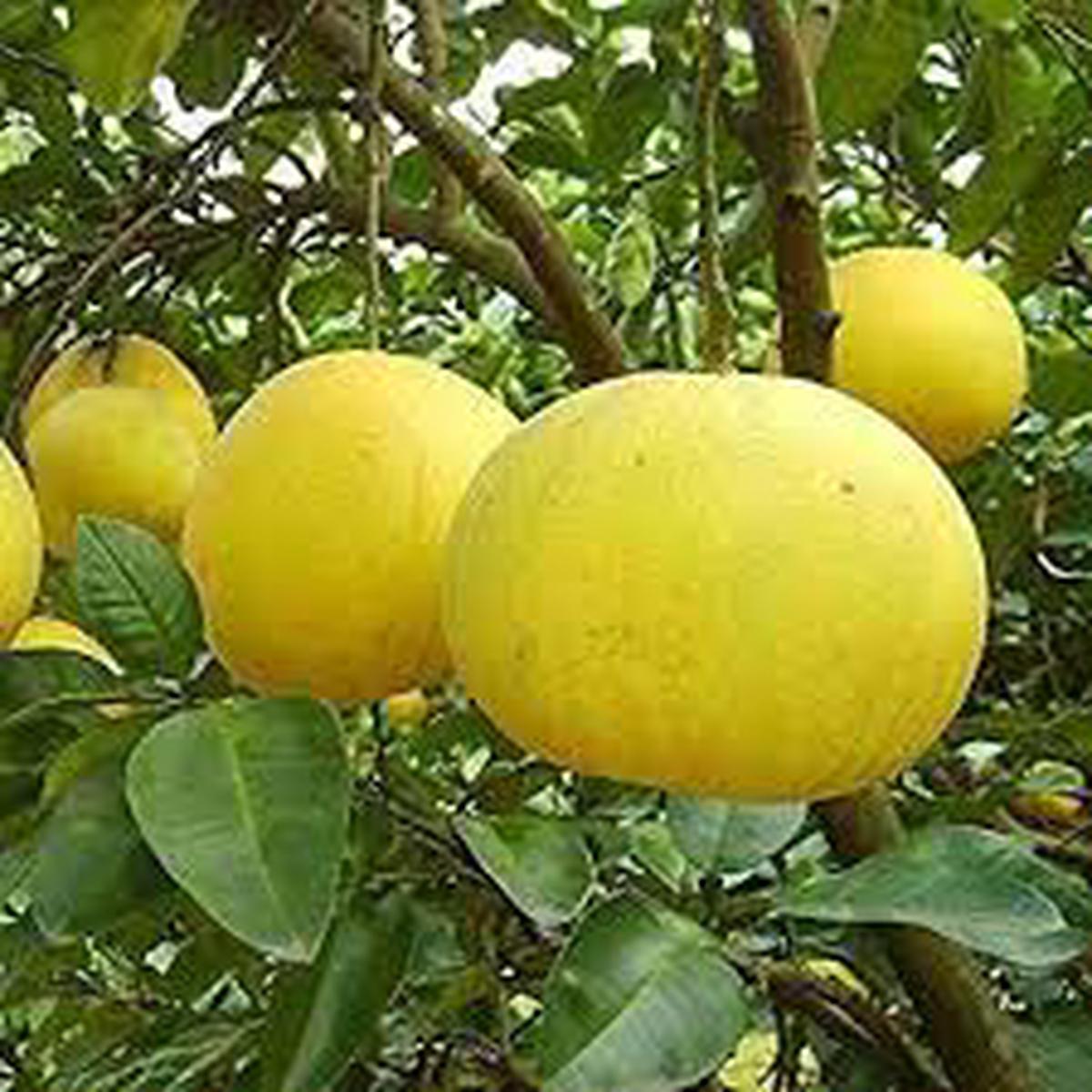 DAFFODILS Pomelo Fruit Seeds for Planting Grow Large, Tangy Citrus Fruits, Heirloom & Non-GMO Seeds for Home Garden