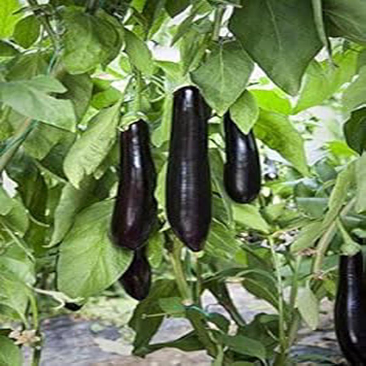 Fresh Eggplant Sweet Fruit Seeds for Planting Black Variety, Heirloom, Non-GMO, High Germination Organic Garden Seeds