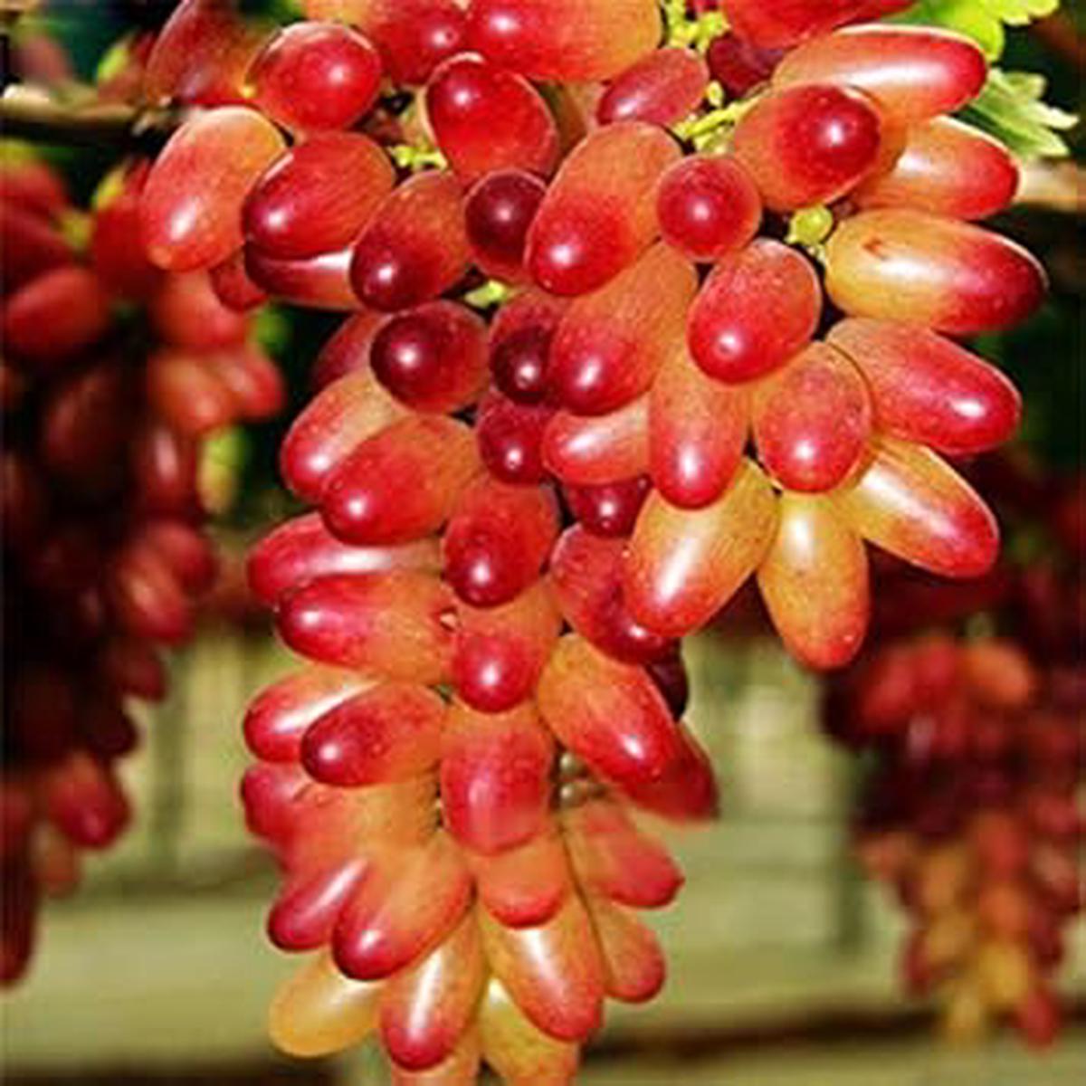 Fresh Miniature Grape Fruit Seeds for Planting  Cream Pink Variety, Heirloom, Non-GMO, High Germination Organic Garden Seeds