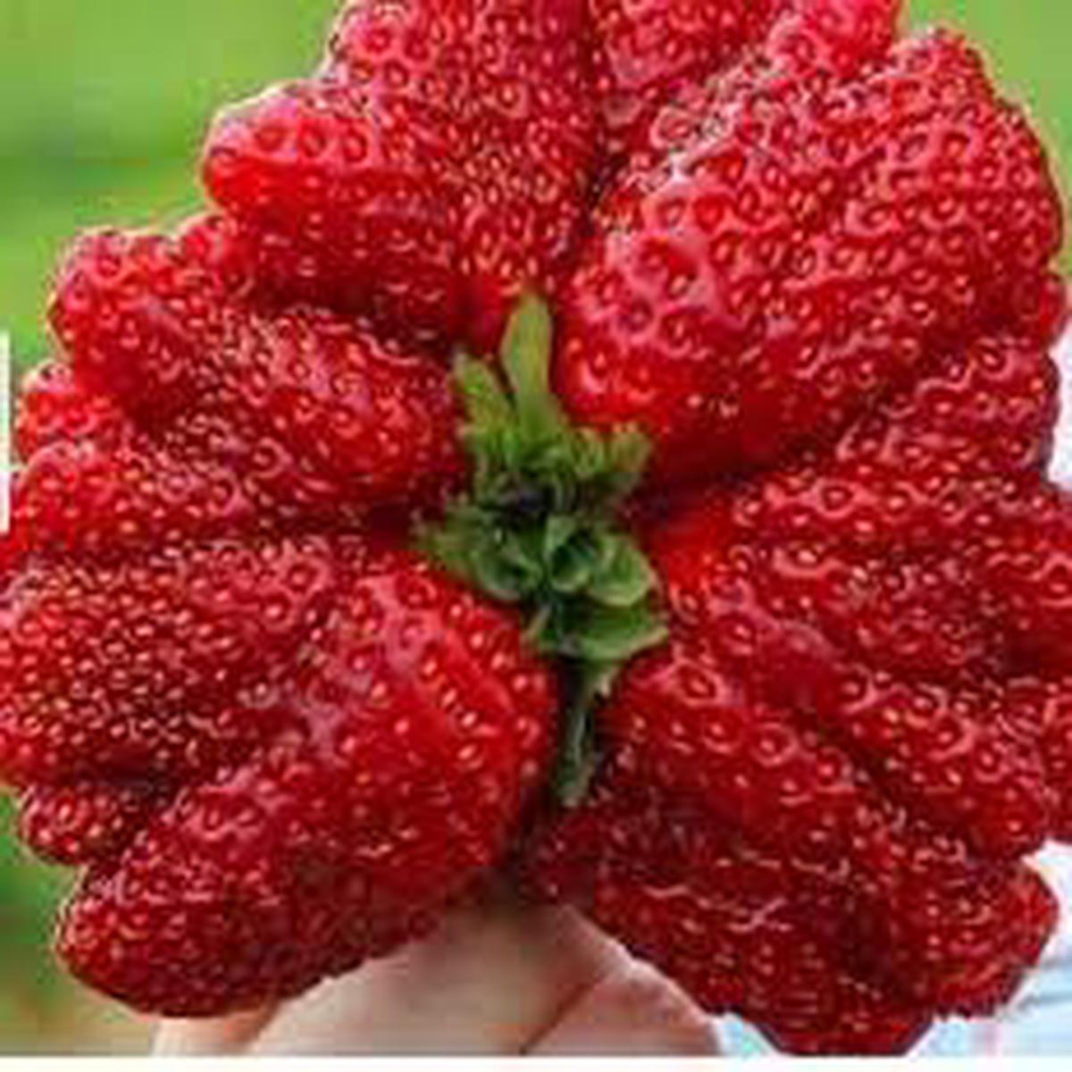 Giant Strawberry Fruit Seeds for Planting  Heirloom Non-GMO High Germination Organic Garden Seeds