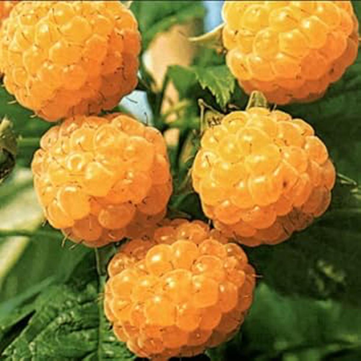 Gold Raspberry Fruit Seeds for Planting  Golden, Sweet Raspberries, Heirloom & Non-GMO, High Germination