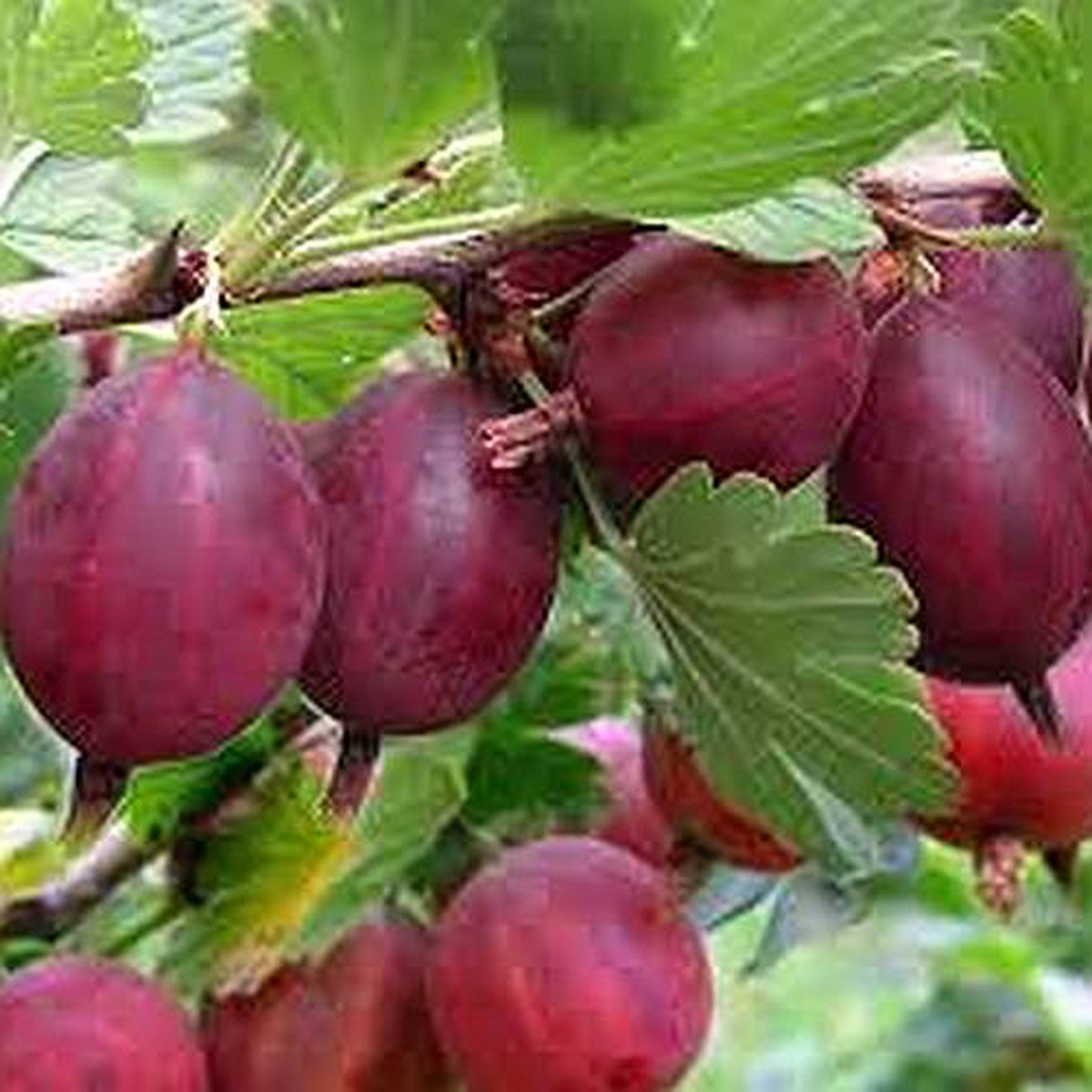Gooseberry Whinhams Industry Fruit Seeds for Planting  Tart Berries for Home Gardens, Heirloom & Non-GMO Seeds