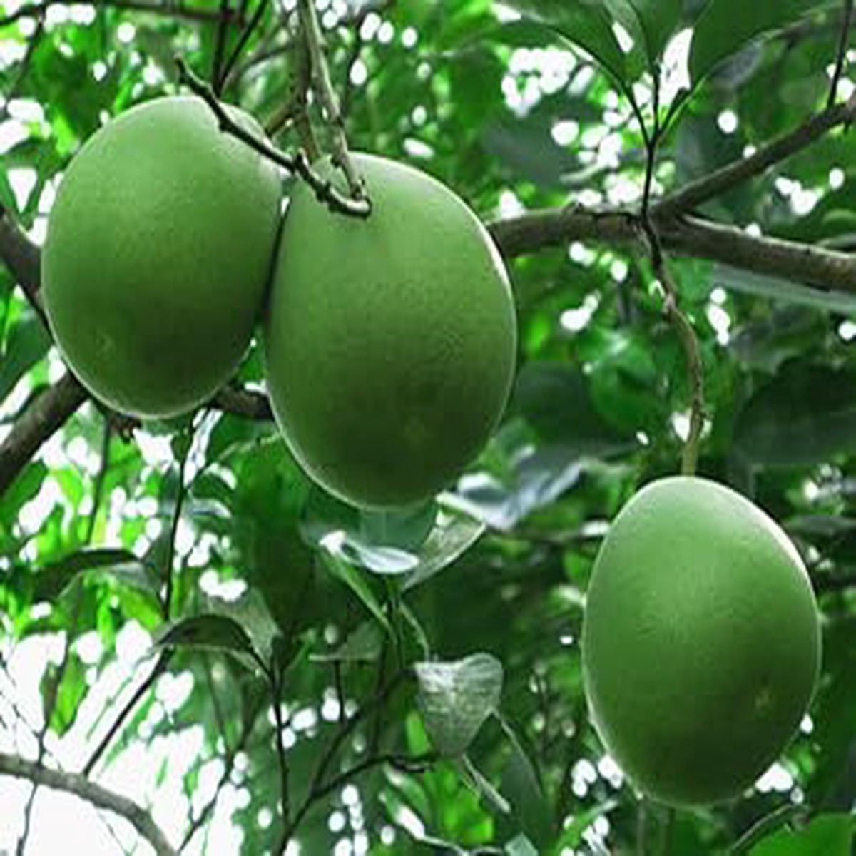 Green Pomelo Fruit Seed for Planting  Large, Sweet & Refreshing Citrus Fruits, Heirloom & Non-GMO, High Germination