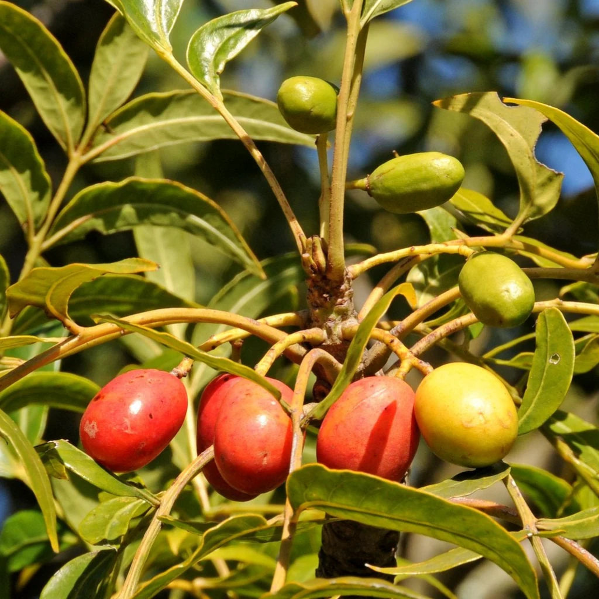 Harpephyllum Caffrum Seeds  Grow Exotic & Resilient Trees