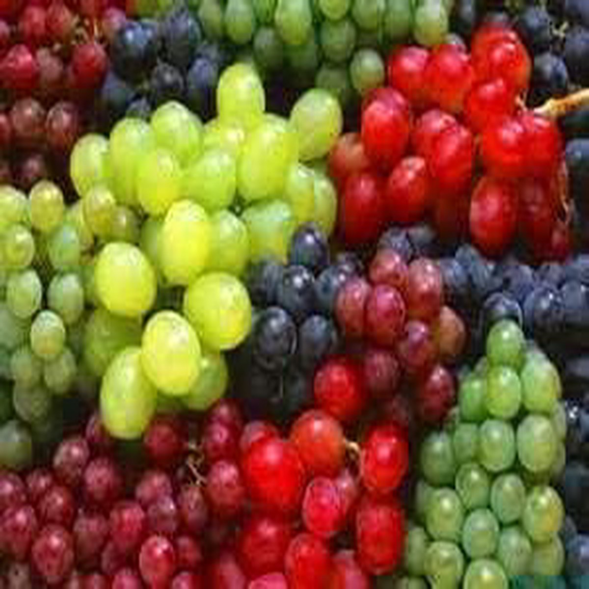 Heirloom Mixed-Colour Grape Seeds for Planting  Non-GMO High Germination Organic Garden Seeds for Unique Home Vineyards