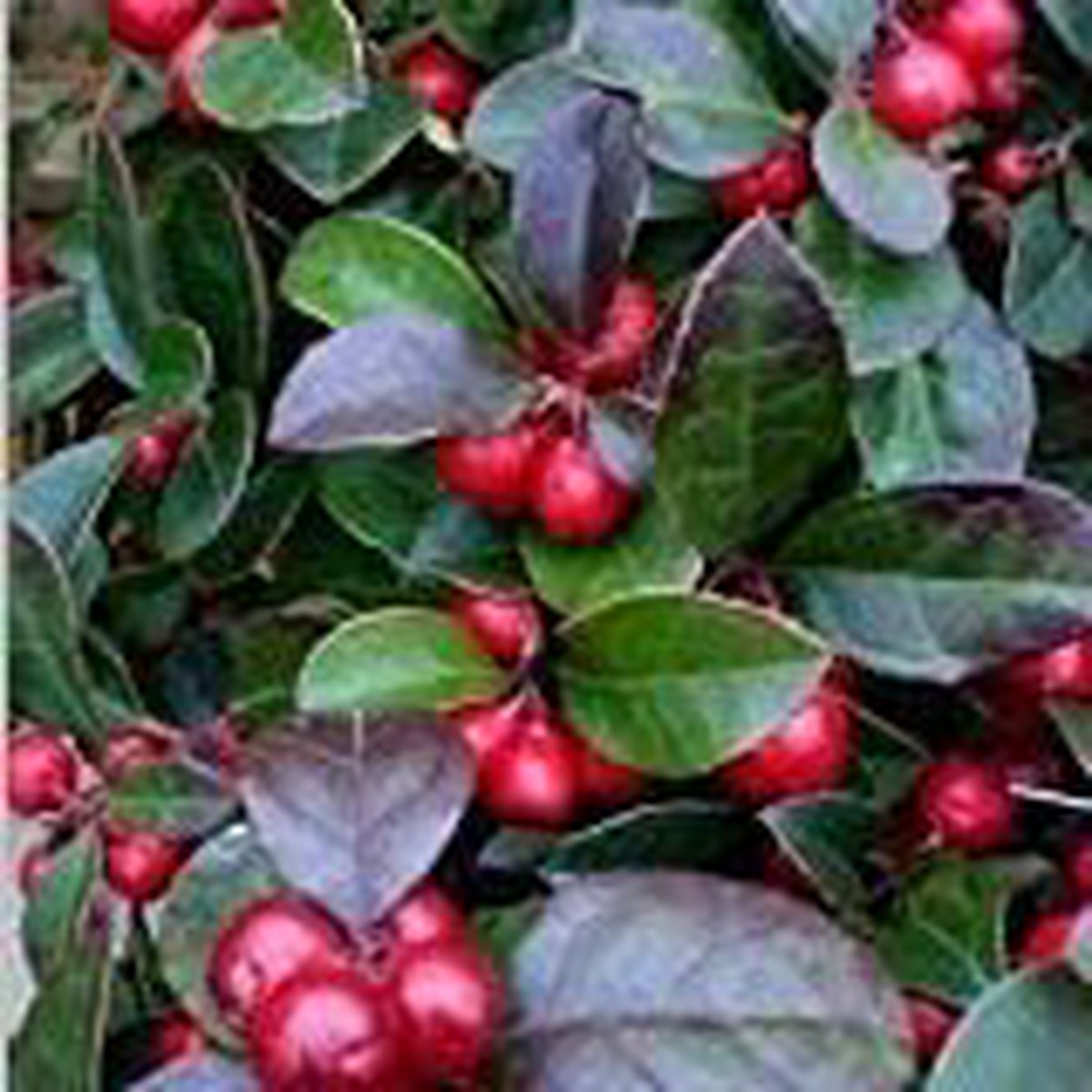 Heirloom Red Wintergreen Fruit Seeds for Planting Hardy Berries for a Vibrant Garden, Non-GMO Seeds