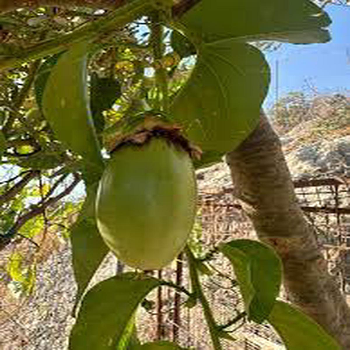 Jambo Passion Fruit Seeds for Planting Heirloom, Non-GMO, High Germination Organic Seeds for Sweet Tropical Fruits