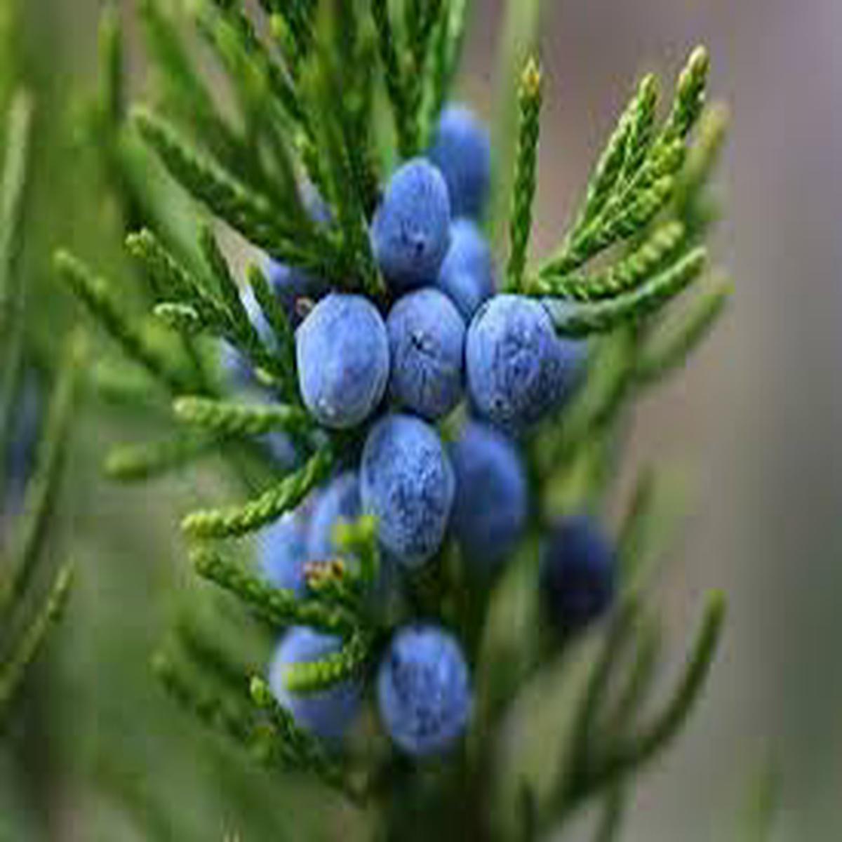 Juniperus Berry Fruit Seeds for Planting Heirloom, Non-GMO, High Germination Organic Garden Seeds for Aromatic, Hardy Trees
