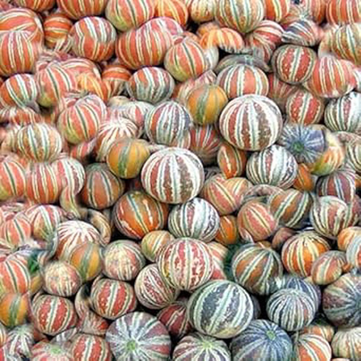 Kajari Melon Seeds Grow Sweet & Juicy Melons