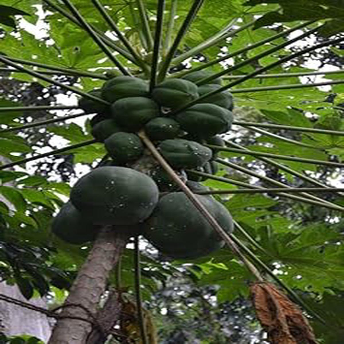 Kakaobohne Fruit Seeds for Planting | Heirloom Non-GMO Organic Seeds for Rich, Chocolatey Cocoa Beans