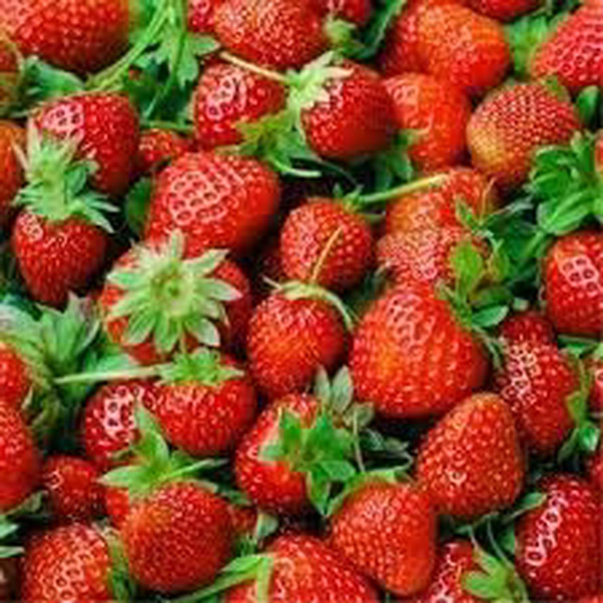 Large Strawberry Fruit Seeds for Planting  Grow Juicy, Sweet Berries in Your Home Garden, Heirloom & Non-GMO