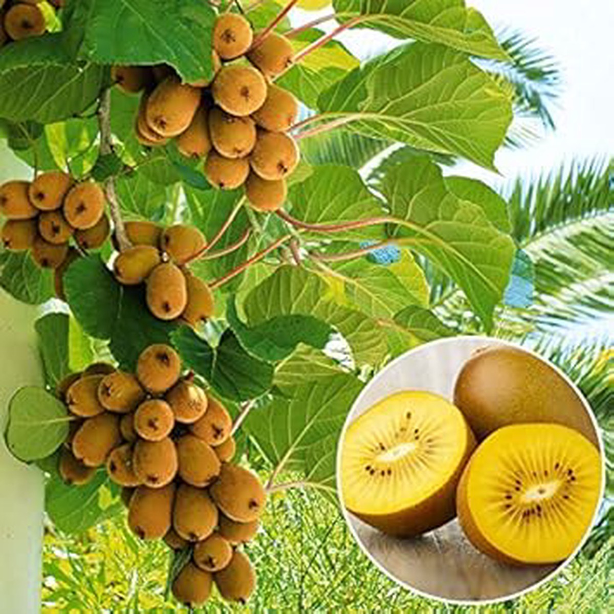 Light Green Kiwi Fruit Seeds for Planting  Tangy & Sweet Kiwi Trees, Heirloom & Non-GMO, High Germination Seeds