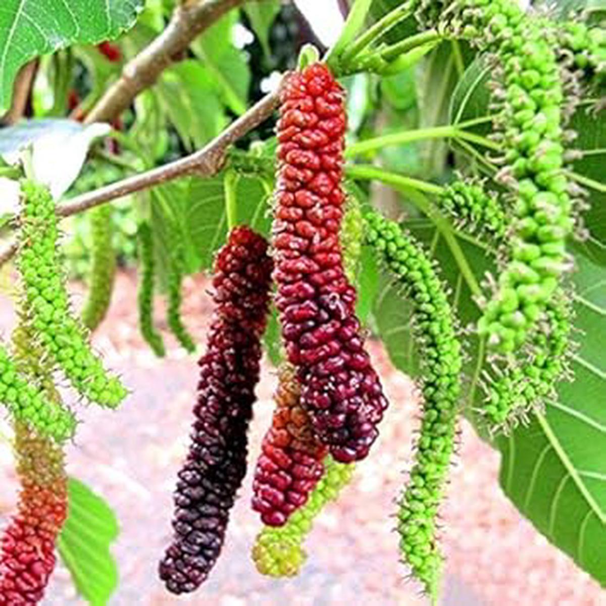 Long Mulberry Fruit Seeds for Planting  Heirloom, Non-GMO, High Germination Organic Garden Seeds