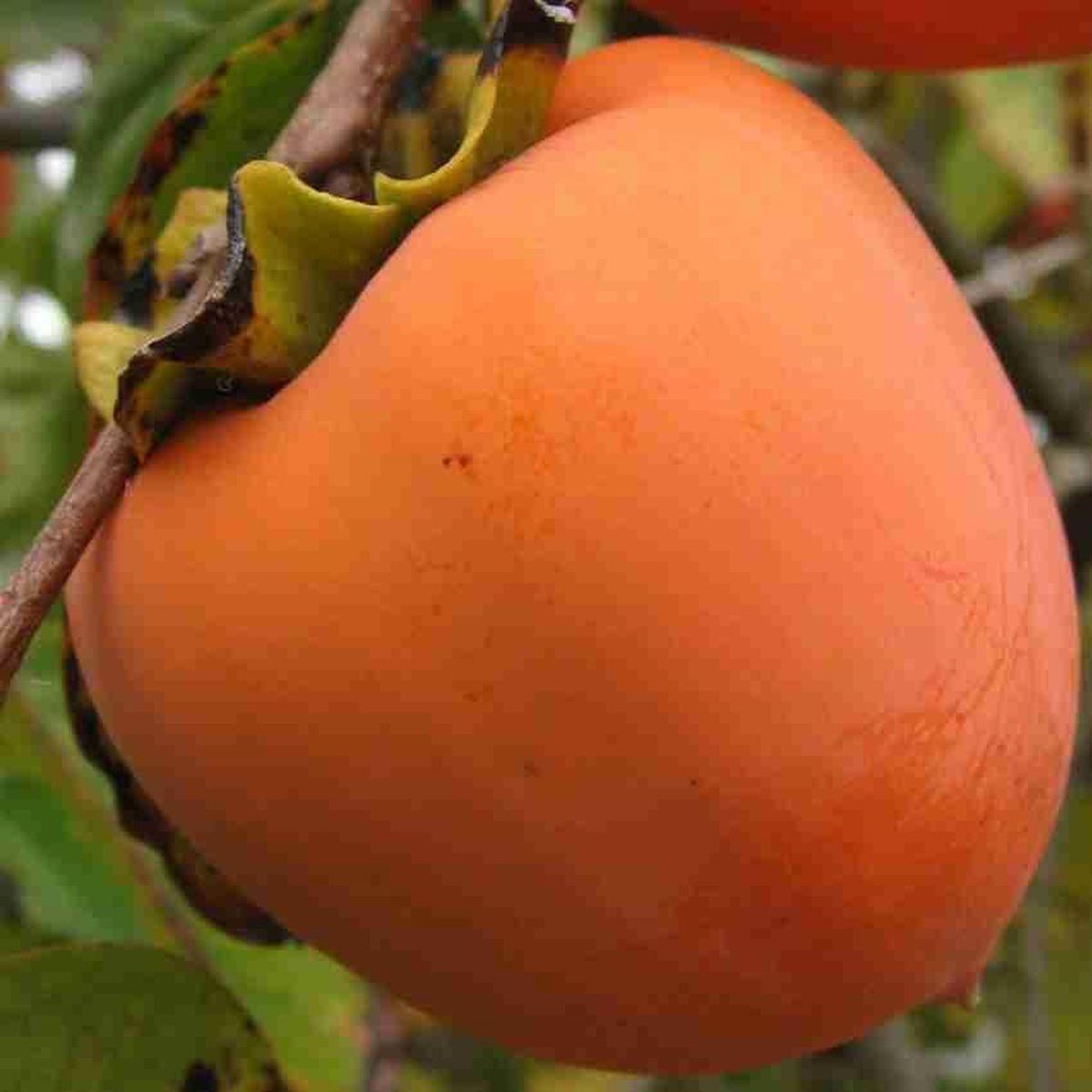 Orange Persimmon Fruit Seeds for Planting Heirloom & GMO Free Seeds for Growing Sweet Fruit Trees