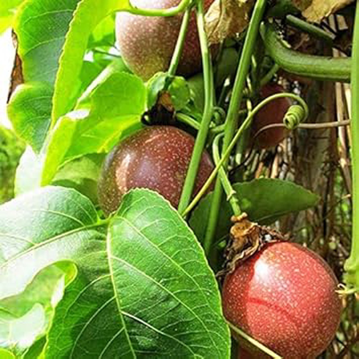 Passion Fruit Seeds for Planting Dark Red Variety, Heirloom, Non-GMO, High Germination Organic Garden Seeds for Tropical Gardens