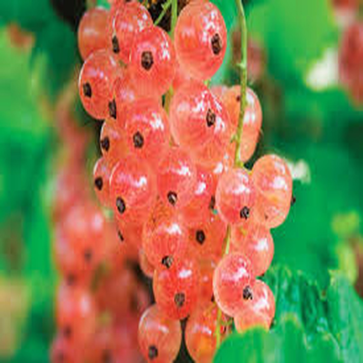 Pink Currant Fruit Seeds  Heirloom & Non-GMO Seeds for Tart, Flavorful Currants for Jams and Jellies