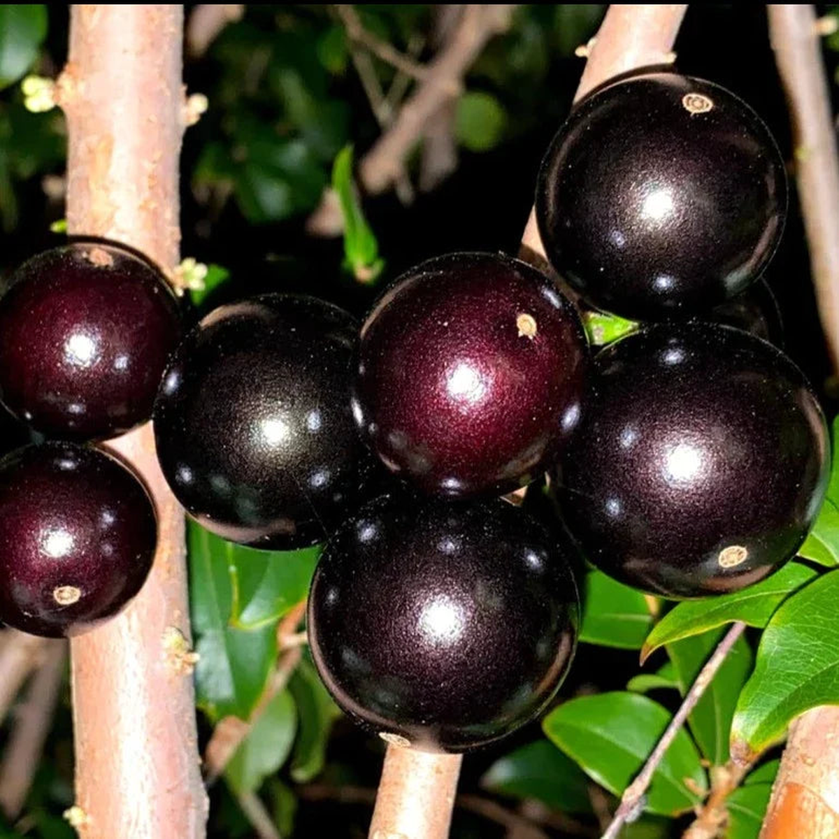 Plinia Jaboticaba Paulista Fruit Seeds Large-Fruited Jabuticaba Trees, Heirloom & Non-GMO, High Germination