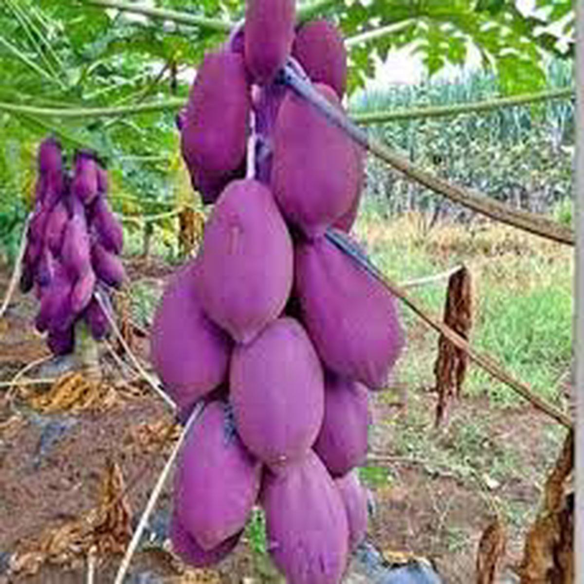 Purple Papaya Fruit Seeds Heirloom & Non-GMO Seeds for Rare, Flavorful Purple Papayas in Your Garden