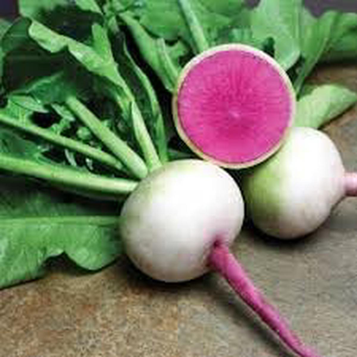Radish Starburst Seed Pack for Planting | Heirloom Non-GMO Organic Garden Seeds for Vibrant Tasty Radishes