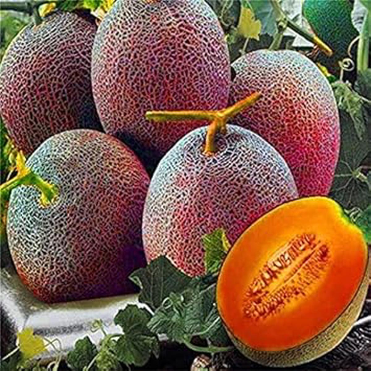 Red Cantaloupe Fruit Seeds for Planting Heirloom, Non-GMO, High Germination Organic Garden Seeds for Sweet Melons