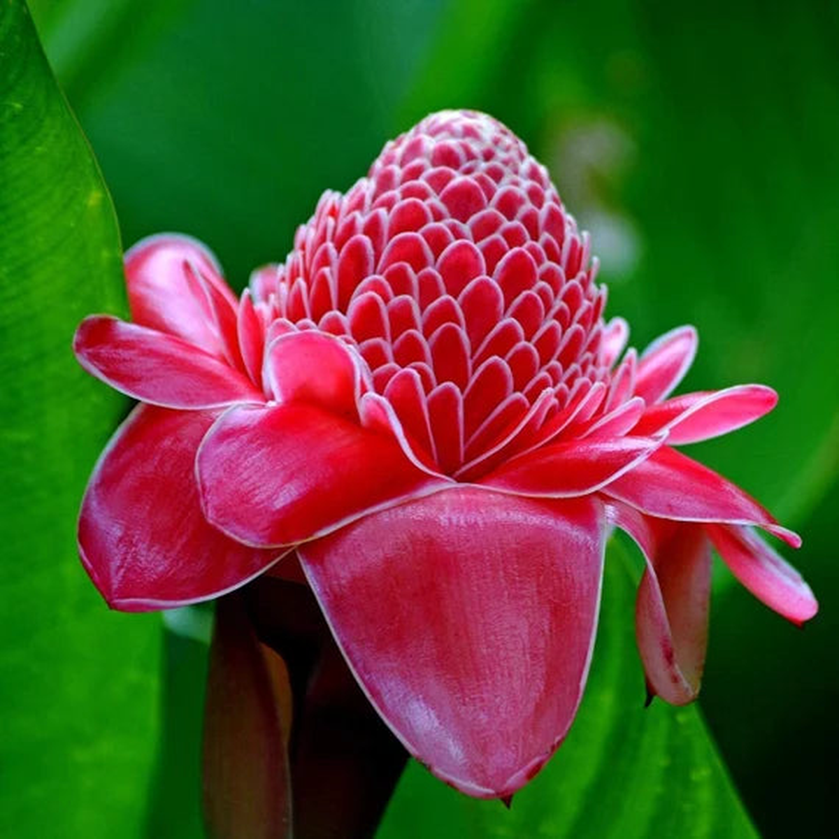 Red-Green Torch Ginger Plant Seeds Grow Exotic, Tropical Flowers for Stunning Gardens, Heirloom & Non-GMO Seeds