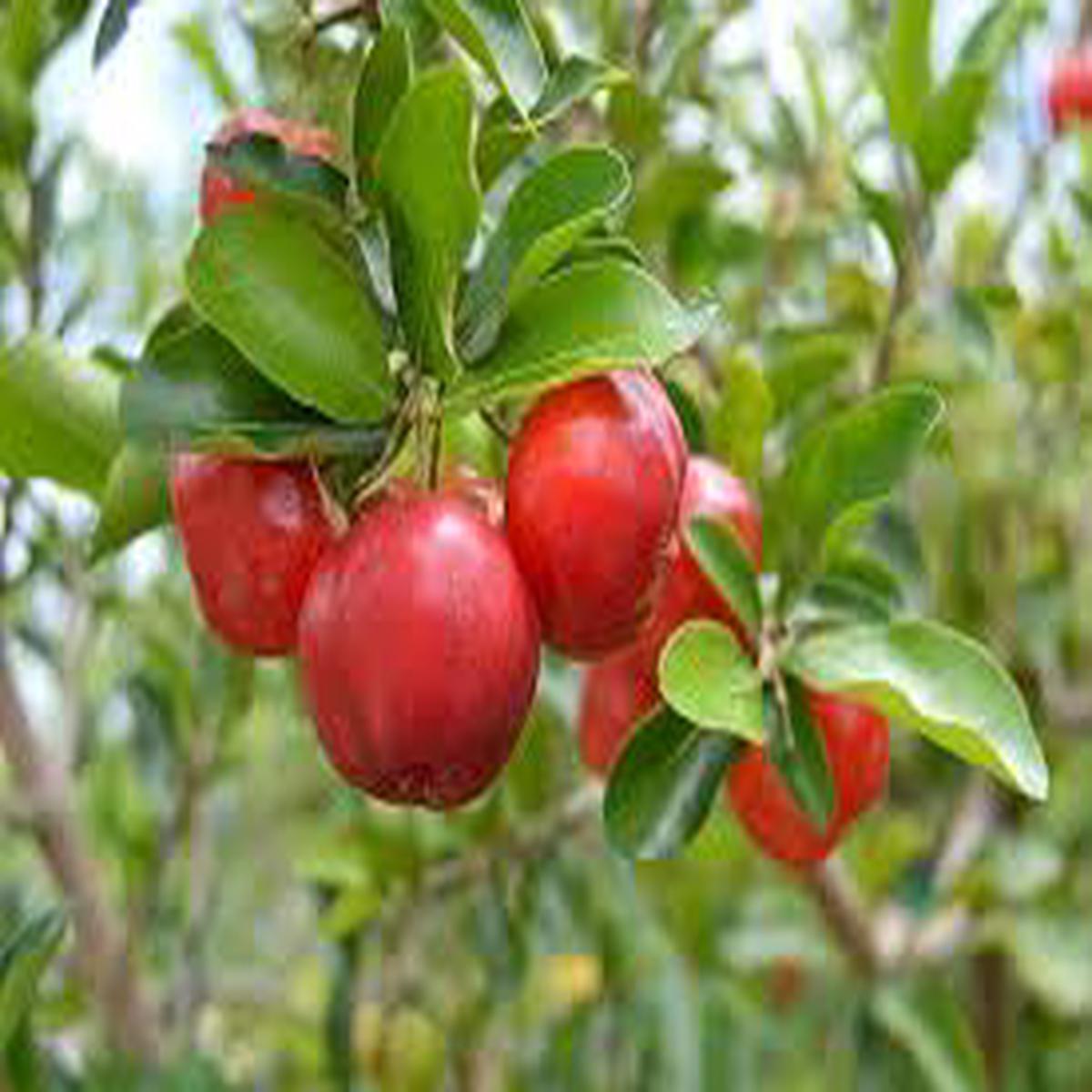 Red Malpighia Glabra Fruit Seeds for Planting  Heirloom Seeds for Home Garden Cultivation