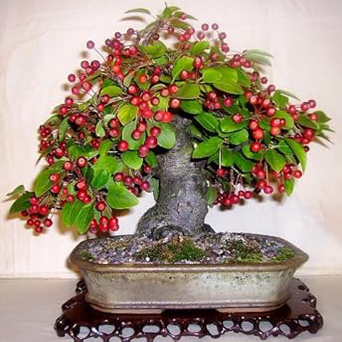Red Malus Micromalus Fruit Seeds for Planting Hardy Apple Tree for Sweet Fruit, Heirloom & Non-GMO Seeds